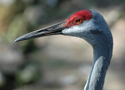 Sandhill Crane ready for its close-up